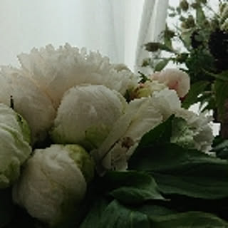 siso