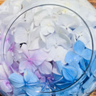 primavera