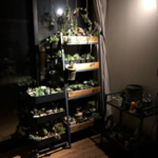 grigreen