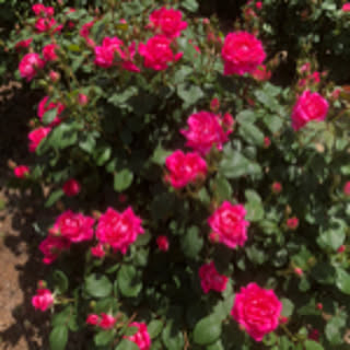 kame_0318_0929