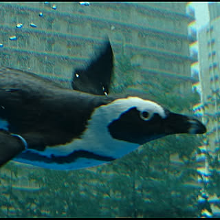 shiropenguin