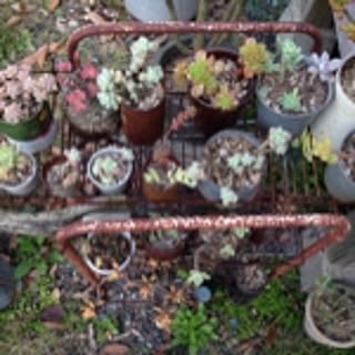 growing