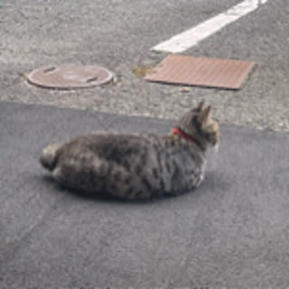 tamami