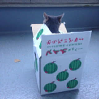 ruirui