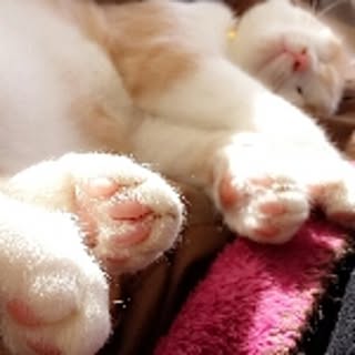kuma