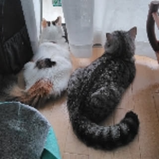 mew