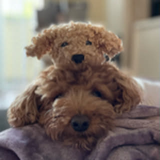 Ari
