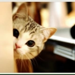 nekotora