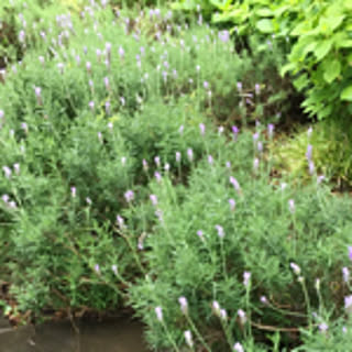 lavender