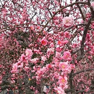 may