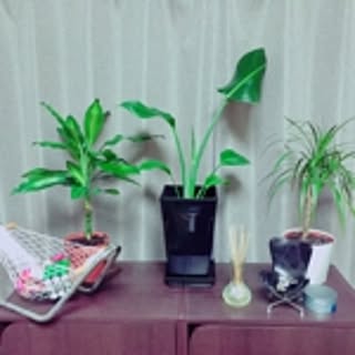 sato310