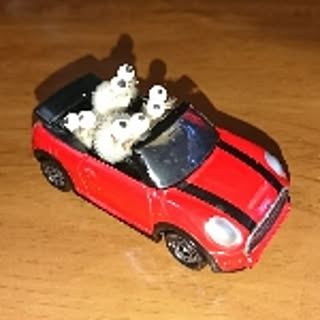 teji-donguriojiji
