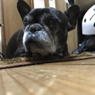 Saru