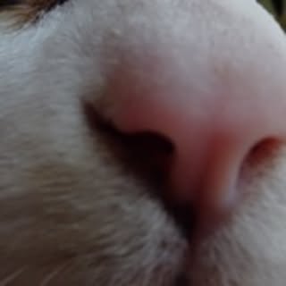 kappa
