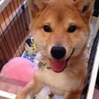 shoko