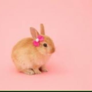 Rabbit_house