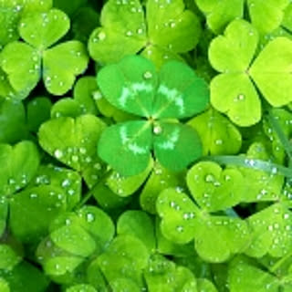 Clover