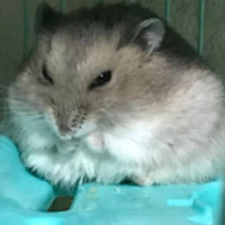 gonzaresu_77
