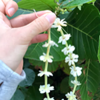 jade