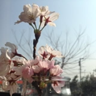 chiyoko