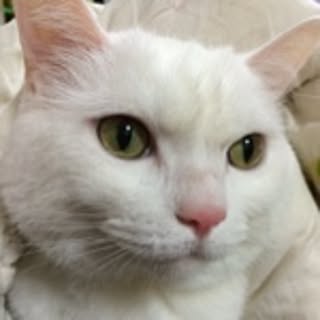 azusama