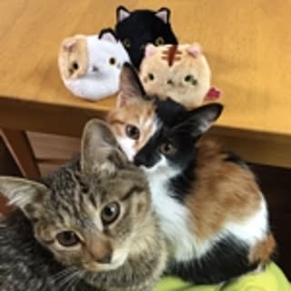 Uyu