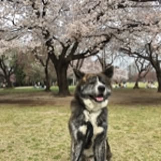 aki