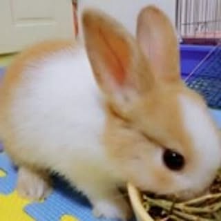 Yo