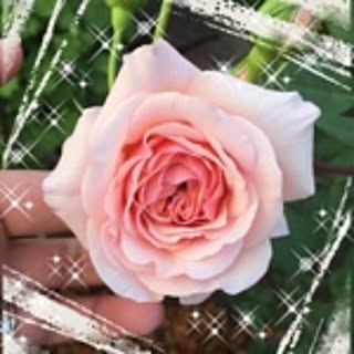 pink.heart.country
