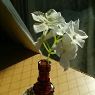 flowers7321
