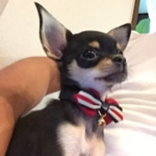 tomo