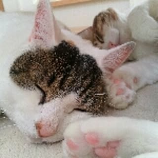 nenetina