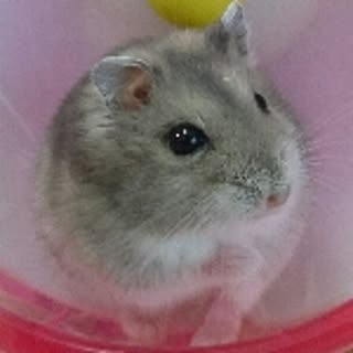 miyu