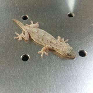 Kazuki