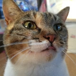 tauchyloveya