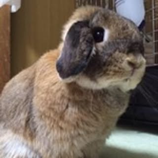 Miho