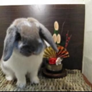 mizored_hidepon