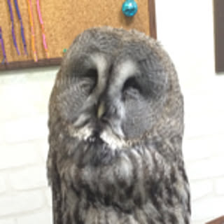 ju