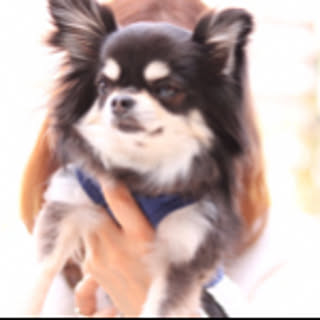 Miho