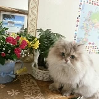 mistycat