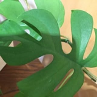 Monstera