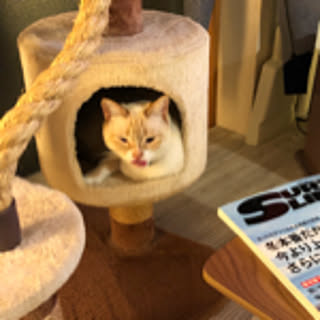 saruget