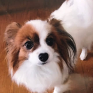 rieneko