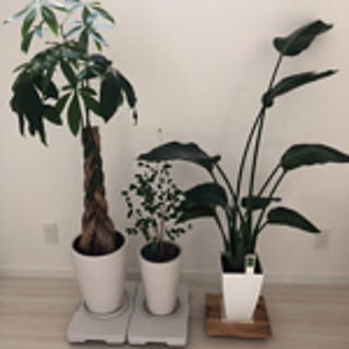 tomo