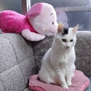 chamiru