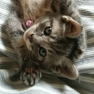 hana