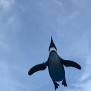 nobikoge