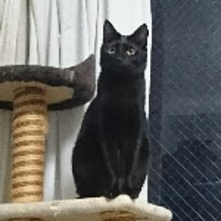 tobi