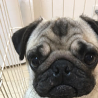 tomo