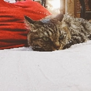 neko.nyannyan